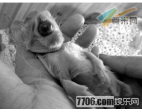 老猫诞下无鼻单眼小猫 可惜仅存活半小时