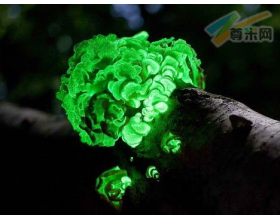 揭秘被遗忘170年的“幽灵蘑菇” 黑暗中能发光