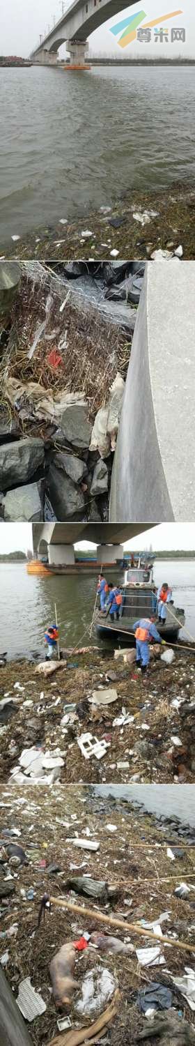 黄浦江松江段江面出现近千头死猪漂浮