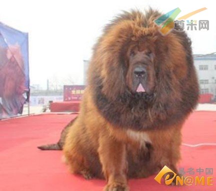 藏獒价值千万？传域名zangao.com七位数交易